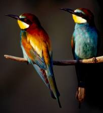 Gyurgyalag (Merops apiaster), Fotó: Antli István